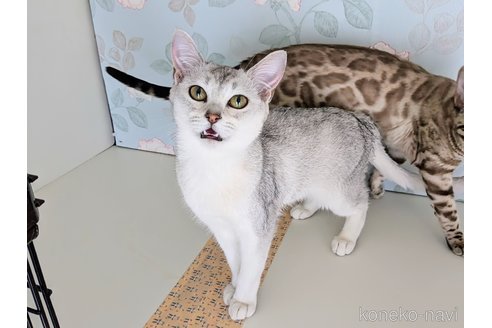 成約済の東京都のバーミラ-103289の14枚目